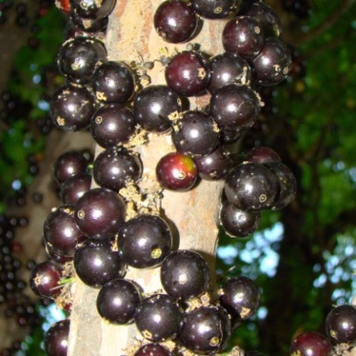 Дерево джаботикаба