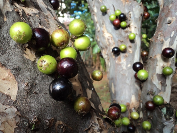 Виноградное дерево джаботикаба
