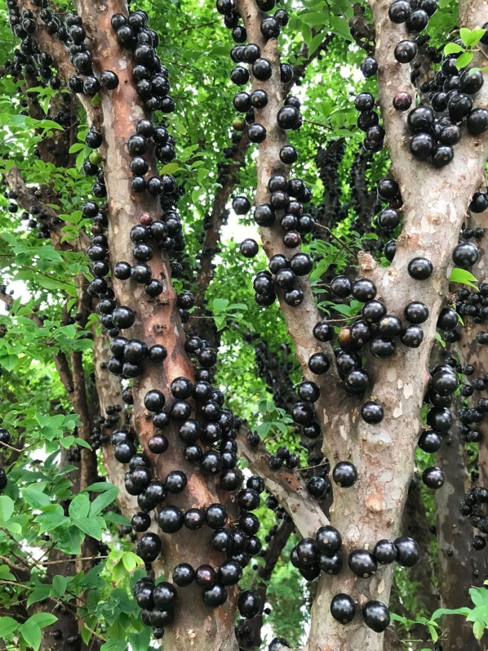 A fruit bearing tree