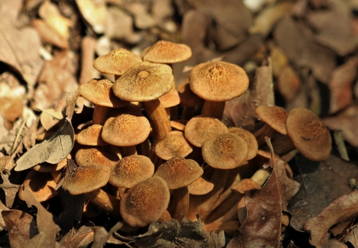 Опенок ссыхающийся armillaria tabescens