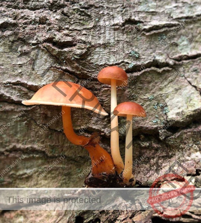 Галерина окаймленная