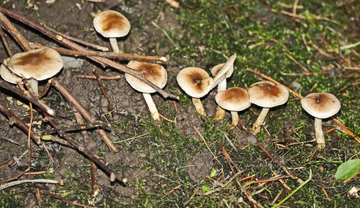 Коллибия веретеноногая