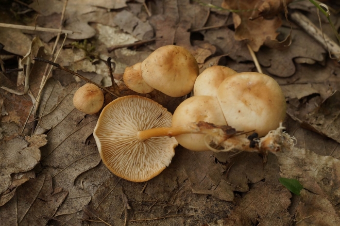 Чешуйчатка ольховая гриб