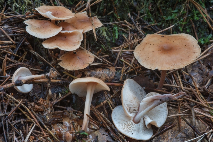 Говорушка гриб съедобный