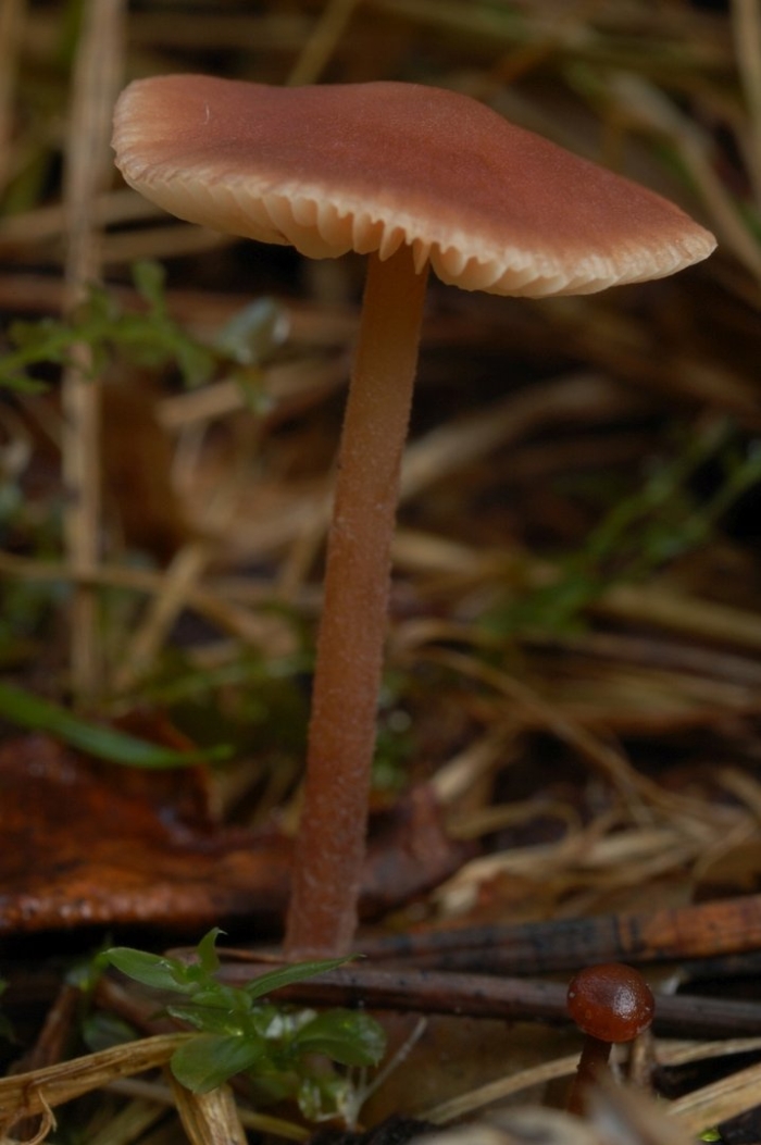 Коллибия лесолюбивая гриб