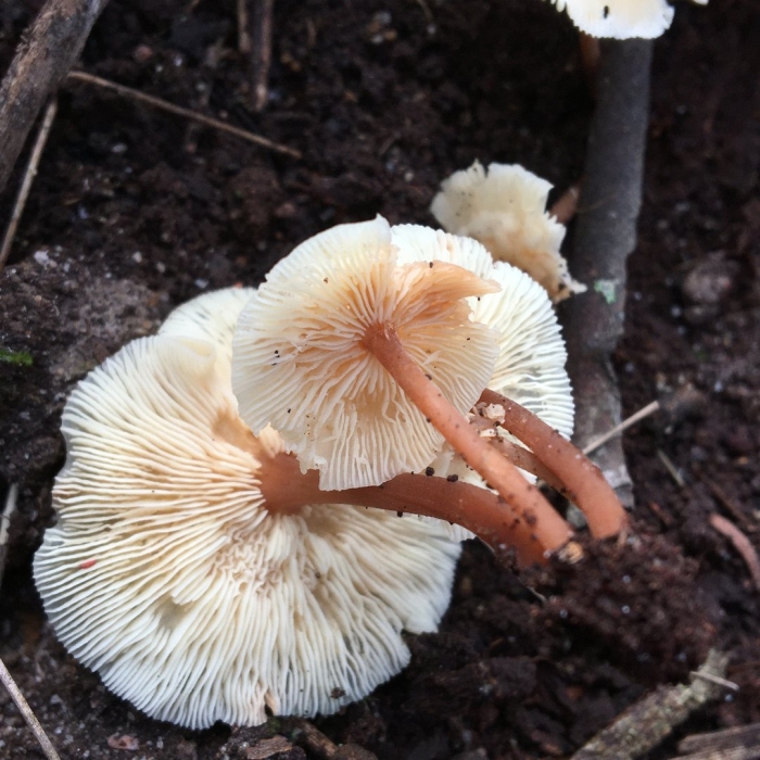 Коллибия широкопластинчатая