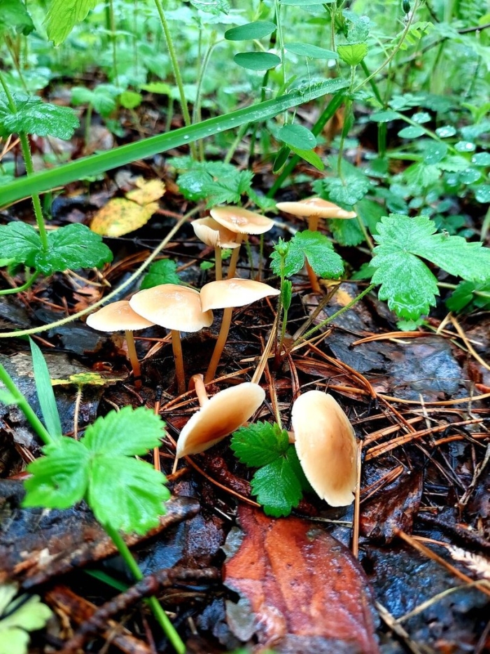 Коллибия лесолюбивая