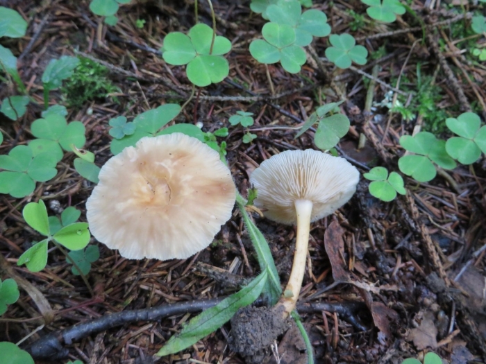 Опёнок луговой негниучник