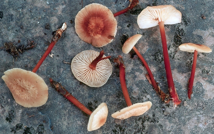 Psathyrella bipellis