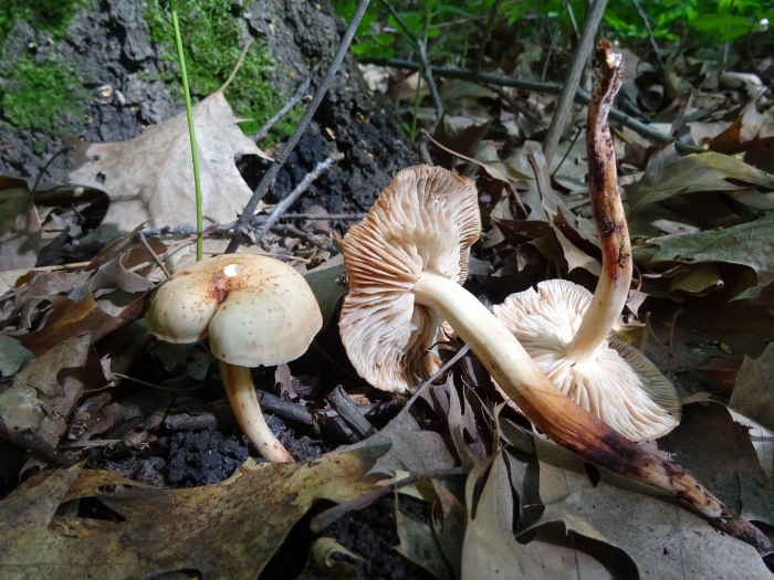 Коллибия веретеноногая гриб