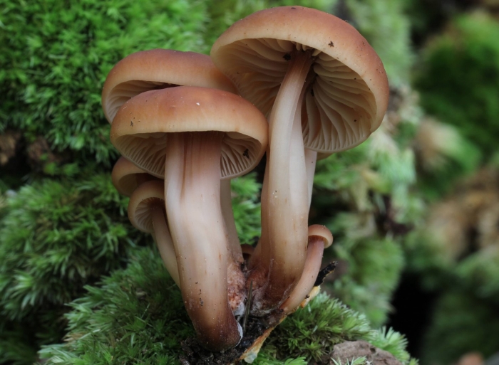 Коллибия веретеноногая гриб