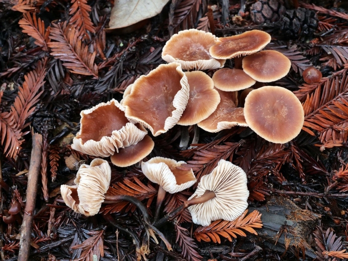 Gymnopus brassicolens