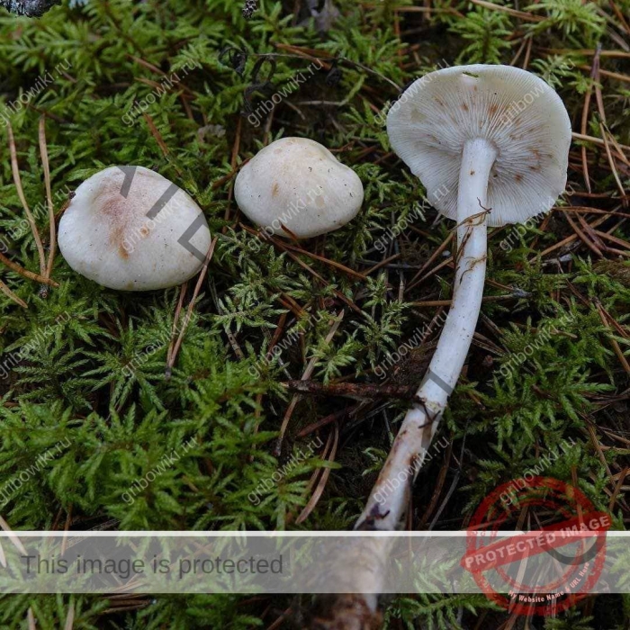 Hygrophorus discoxanthus