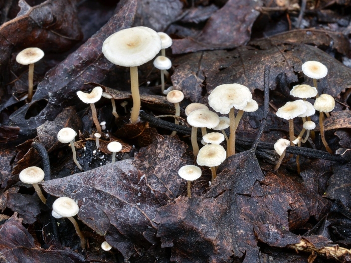 Collybia cirrhata
