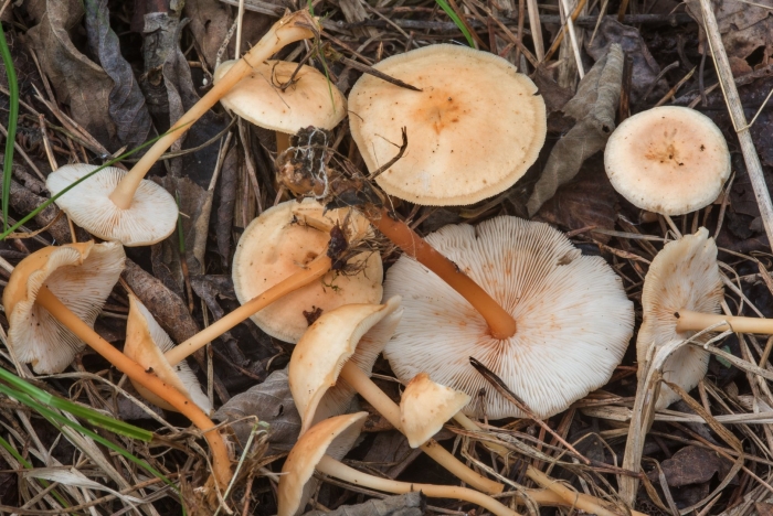 Коллибия гриб