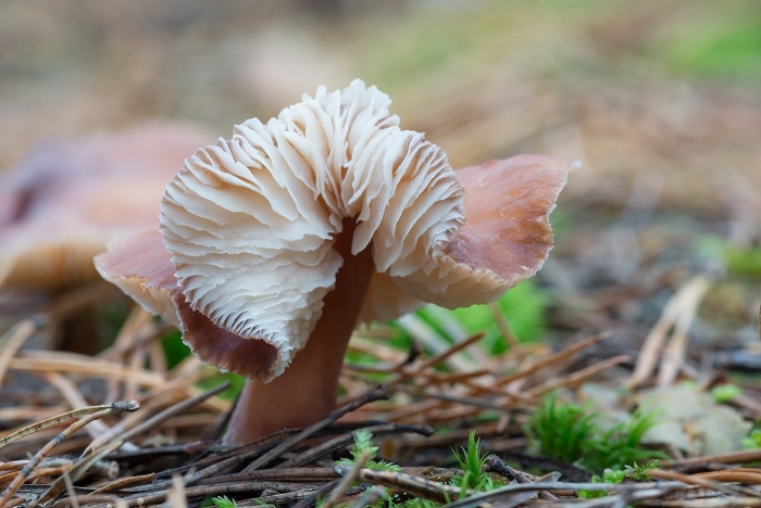 Rhodocollybia butyracea