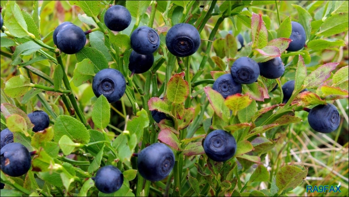 Черника обыкновенная