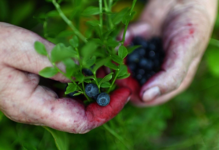 Ягода похожая на чернику