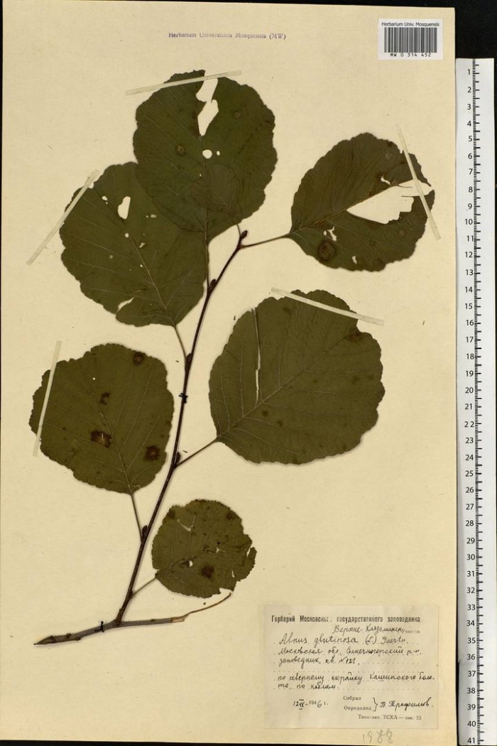 Лещина обыкновенная гербарий