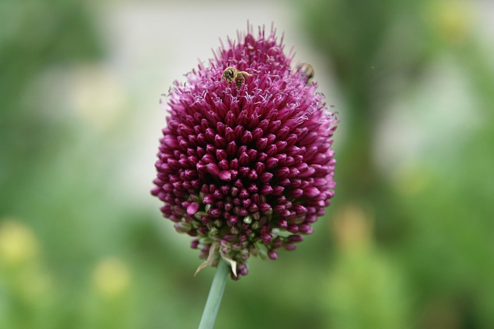 Allium sphaerocephalon