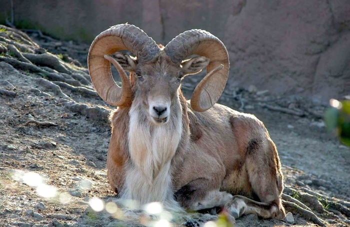 Горный баран муфлон