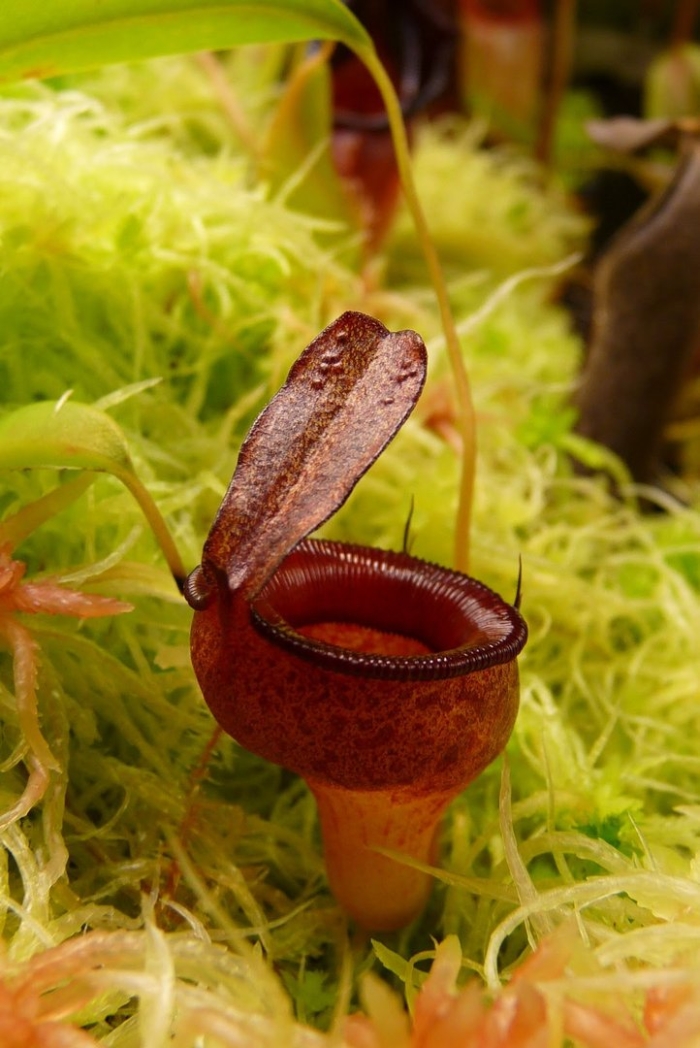 Nepenthes jamban