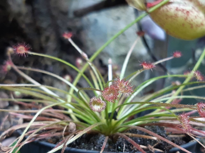 Росянка drosera snyderi