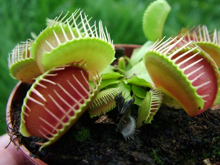 Мухоловка венерина