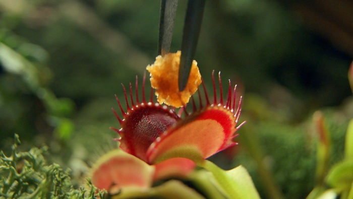 Венерина мухоловка (dionaea muscipula)