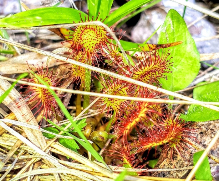 Росянка растение хищник