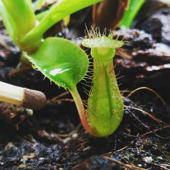 Непентес алата