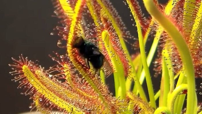 Венерина мухоловка