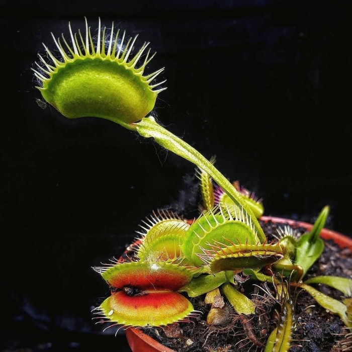 Венерина мухоловка