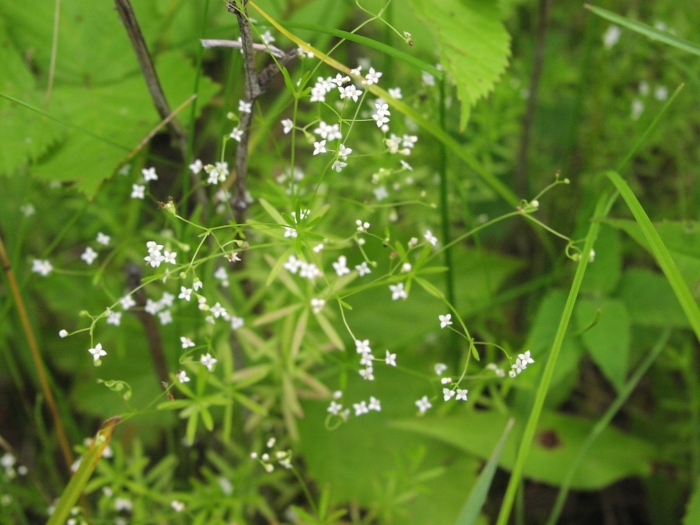 Подмаренник болотный (galium palustre)