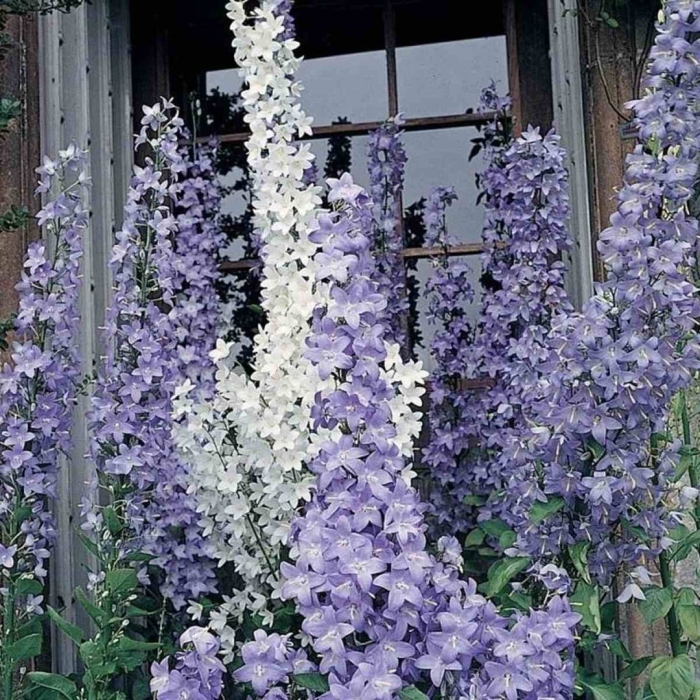 Колокольчик пирамидальный