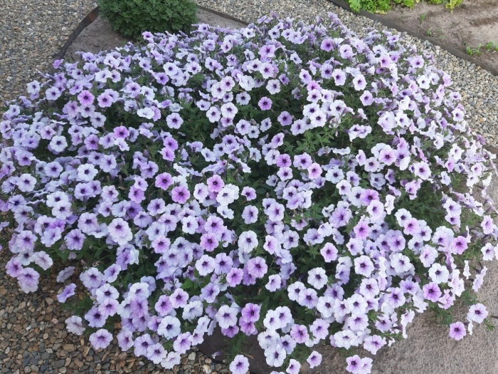 Петуния ампельная тайдал вейв сильвер