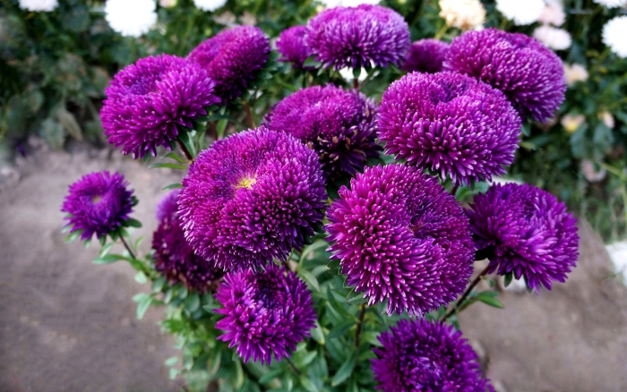 Астра сиринга парпл