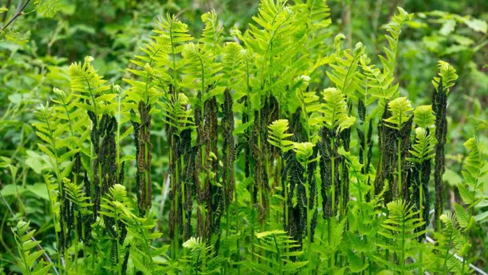 Папоротник чистоуст