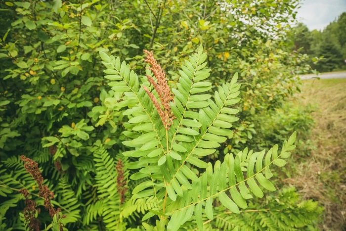 Osmunda regalis