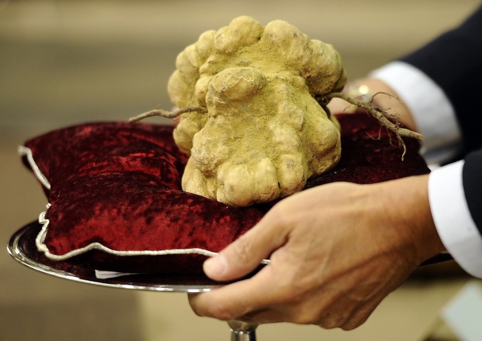 Итальянский белый трюфель альба