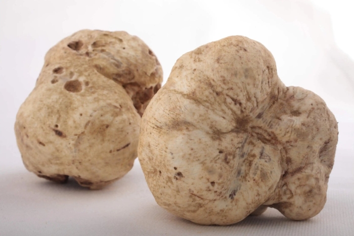 Гриб белый трюфель