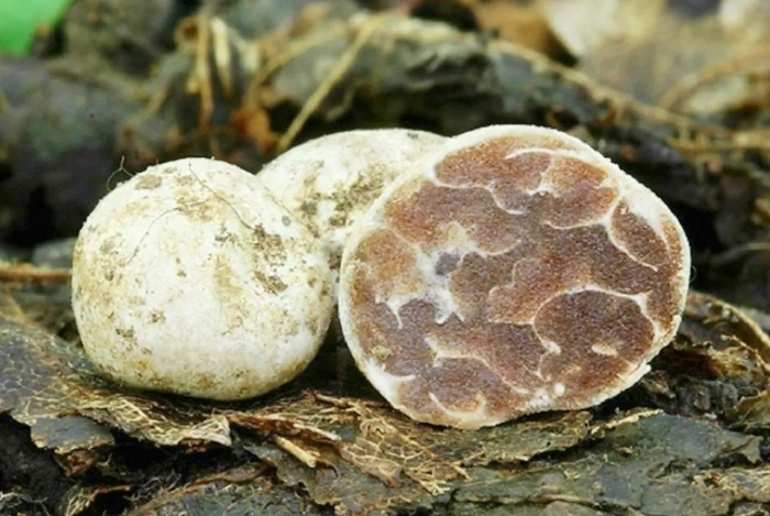 Трюфель белый гриб
