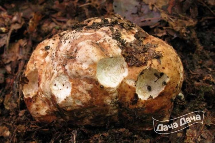 Ложный трюфель гриб