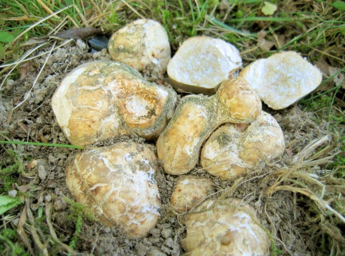 Трюфель белый (choiromyces meandriformis)