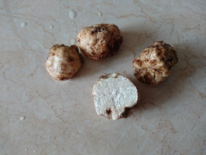 Гриб белый трюфель