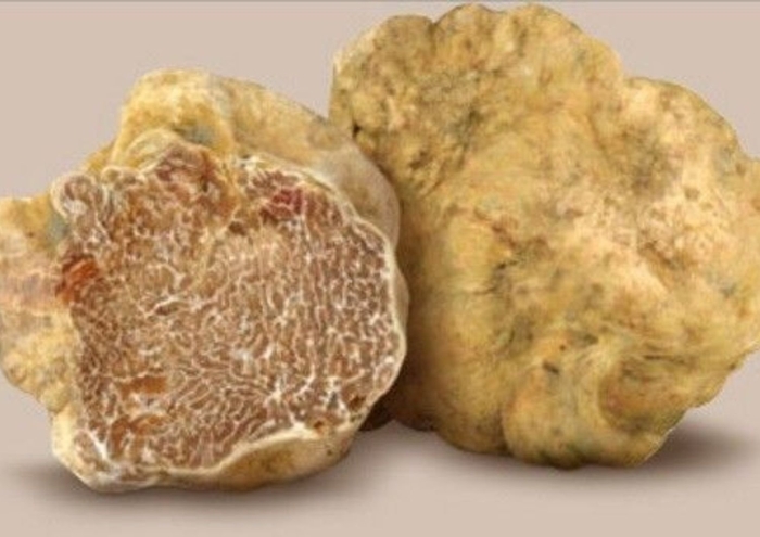 Белый пьемонтский трюфель