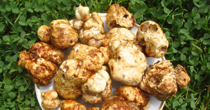 Где растет трюфель