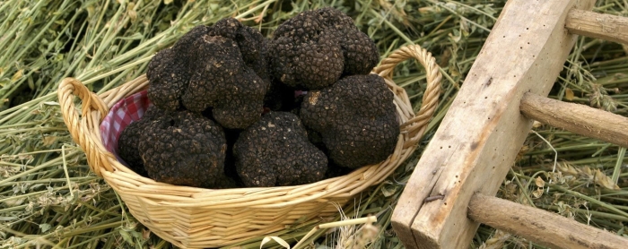 Гриб трюфель
