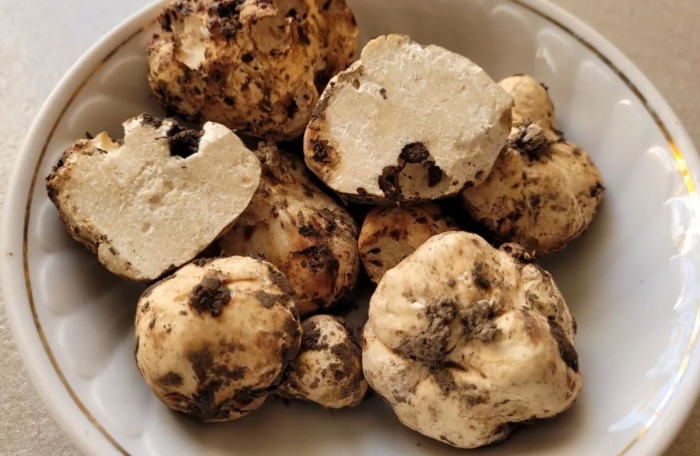 Белый тасманский трюфель