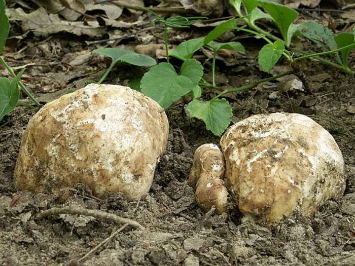 Agaricus bernardii